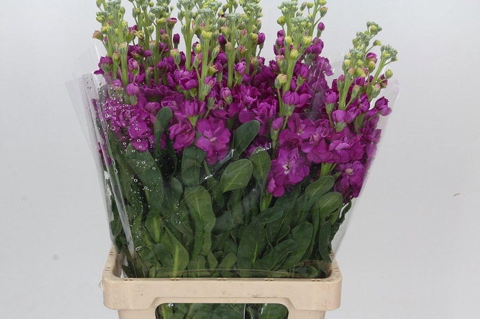 <h4>MATTH IRON ROSE</h4>