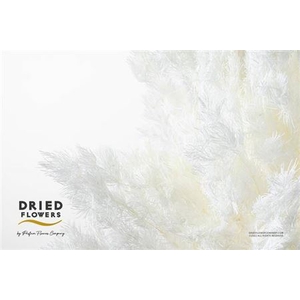 Dried Asperagus Bleached