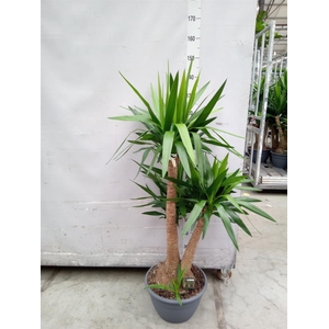 Yucca elephantipes   ...