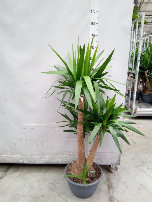 <h4>Yucca elephantipes   ...</h4>