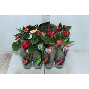 ANTHURIUM VARIADO P09
