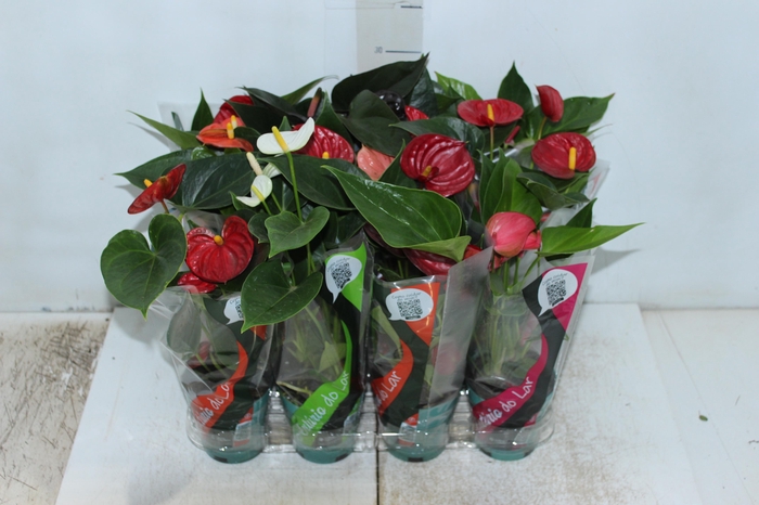 <h4>ANTHURIUM VARIADO P09</h4>
