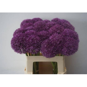 Allium Pinball Wizar