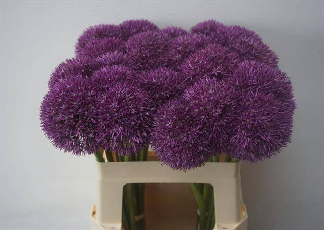 <h4>Allium Pinball Wizar</h4>