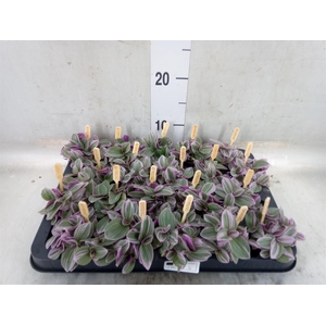 Tradescantia cerinth. 'Sweetness'