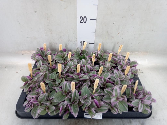 <h4>Tradescantia cerinth. 'Sweetness'</h4>