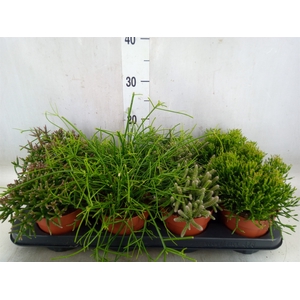 Rhipsalis   ...mix