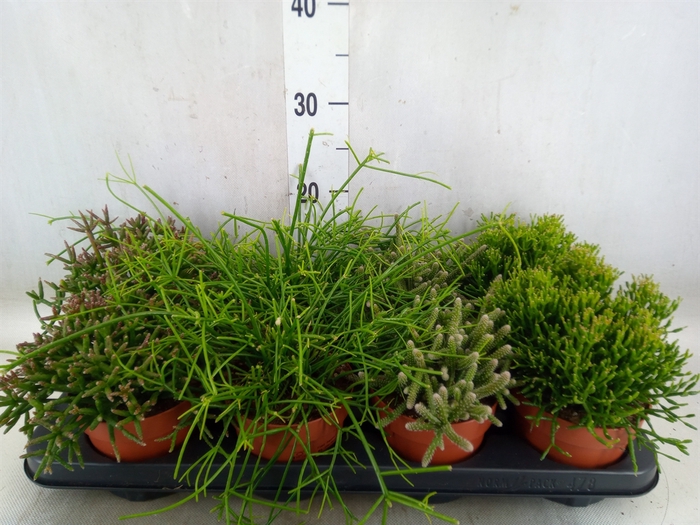 <h4>Rhipsalis   ...mix</h4>