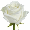 Rosa Avalanche White