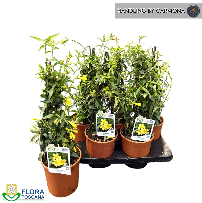 <h4>GELSEMIUM SEMP</h4>