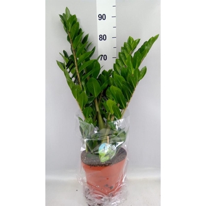 Zamioculcas zamiifolia
