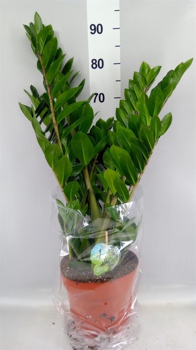 <h4>Zamioculcas zamiifolia</h4>