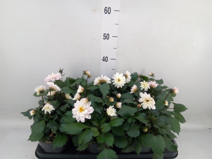 <h4>Dahlia  'Gardenetta Peach'</h4>