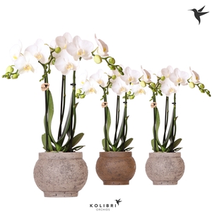 Kolibri Orchids Phalaenopsis white 3 spike in Ancient pot brown