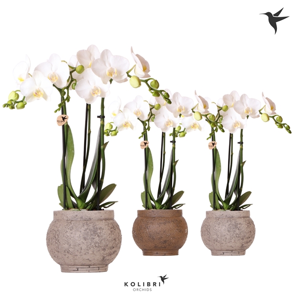 <h4>Kolibri Orchids Phalaenopsis white 3 spike in Ancient pot brown</h4>