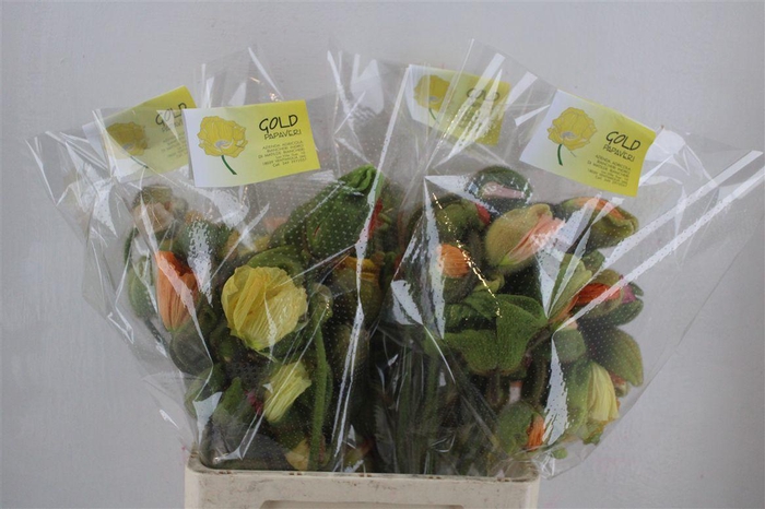 <h4>Papaver Mixed Sup Sup P Stem</h4>