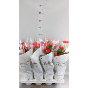 Anthurium andr. 'Red Champion'