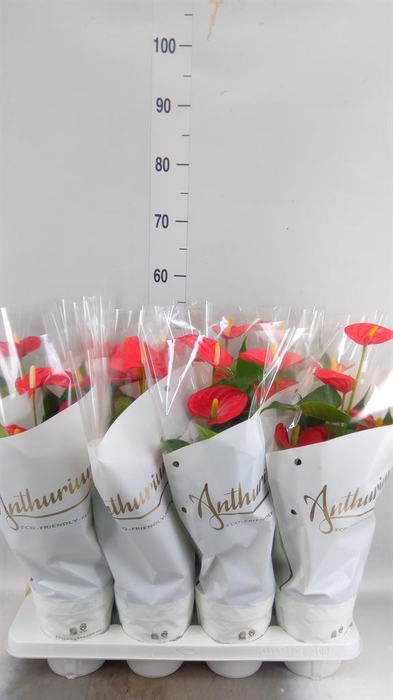 <h4>Anthurium andr. 'Red Champion'</h4>
