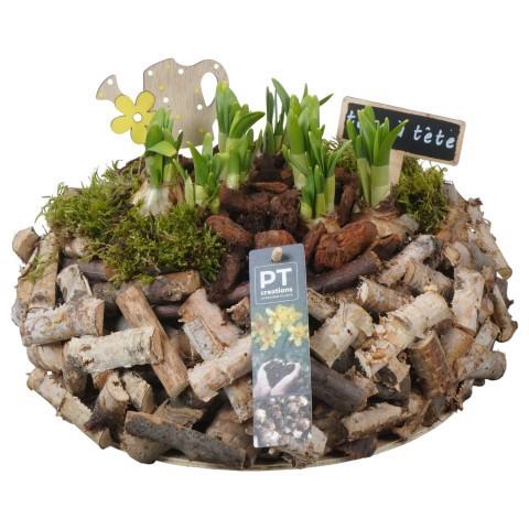 <h4>PTN8695 Arrangement Narcissus in houten bak</h4>