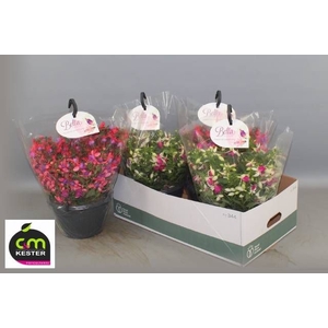 FUCHSIA B F HANG GEM