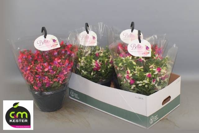 <h4>FUCHSIA B F HANG GEM</h4>