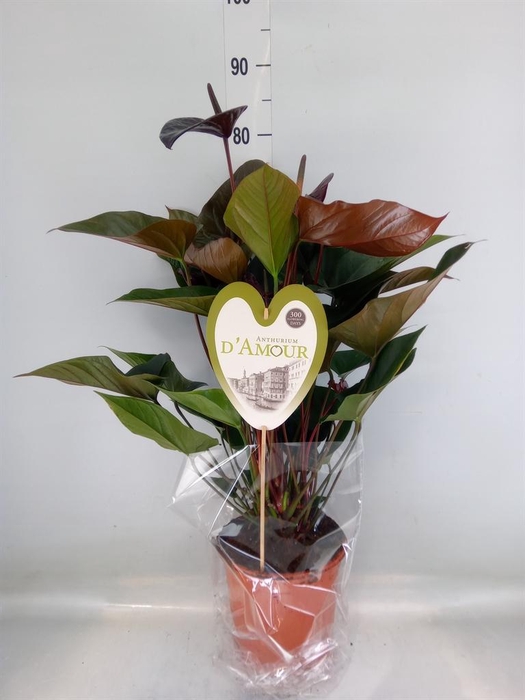 <h4>Anthurium andr. 'Beauty Black'</h4>