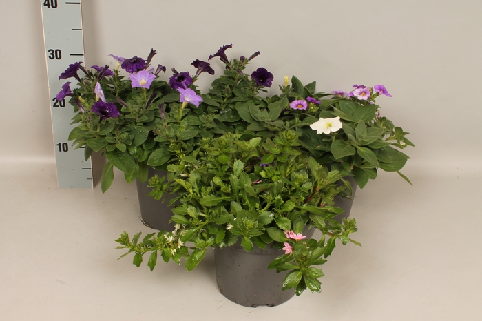 <h4>Perkplanten 19 cm Divers</h4>