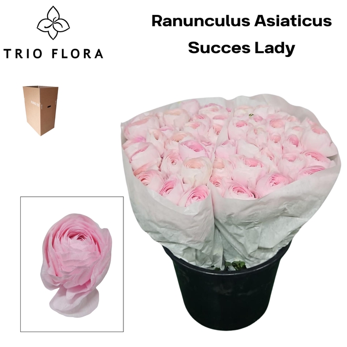 <h4>RAN SU LADY Aqua box 60</h4>