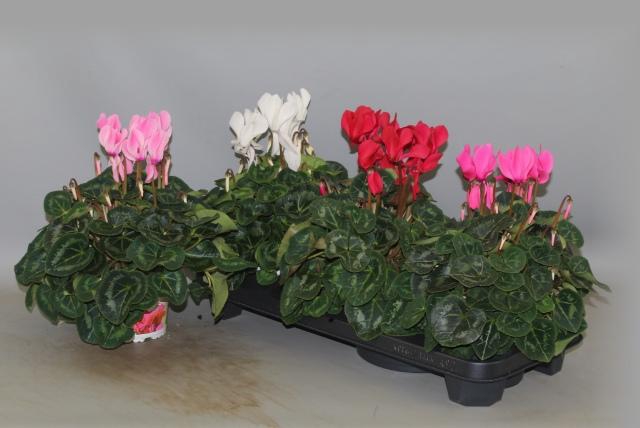 <h4>CYCL GR SUP XL</h4>