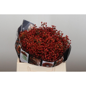 Rozenbottel Rosefruits Elite