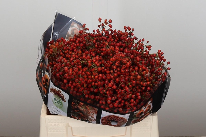 <h4>Rozenbottel Rosefruits Elite</h4>