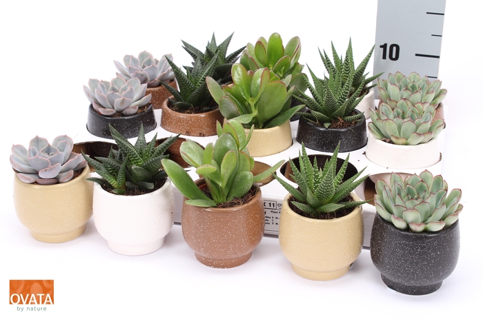 <h4>SUCC GEM 5 SRT</h4>