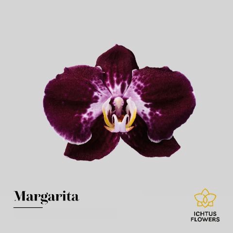 <h4>Phal Margarita</h4>