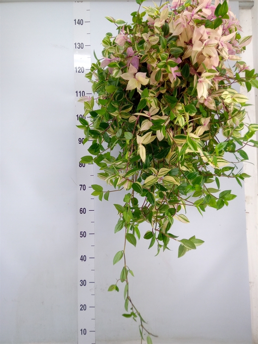 <h4>Tradescantia flum.</h4>