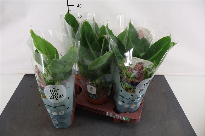 <h4>Musa 12 Cm. P. Tropicana</h4>