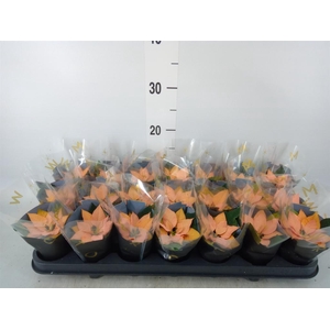 Euphorbia pulc. 'Autumn Leaves'