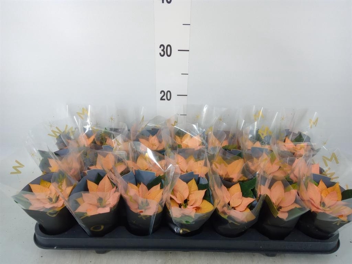 <h4>Euphorbia pulc. 'Autumn Leaves'</h4>