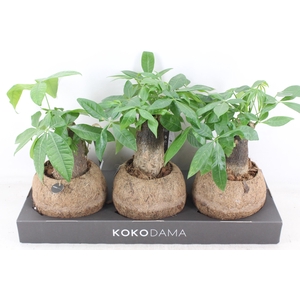 arr3 Kokoplant - Koko pachira x3