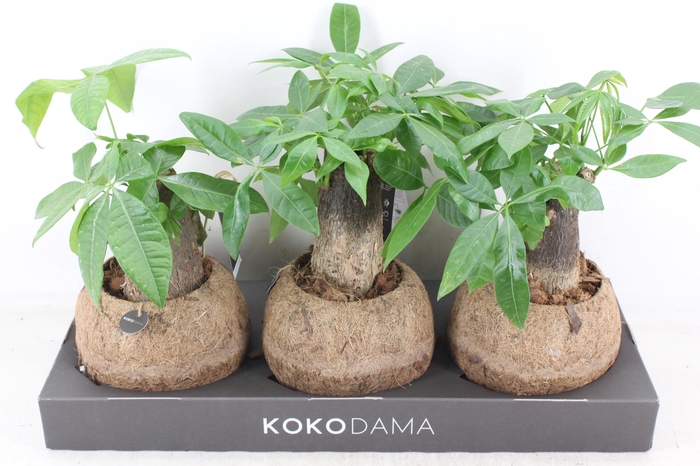 <h4>arr3 Kokoplant - Koko pachira x3</h4>