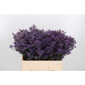 Lim Piuma Dark Blue
