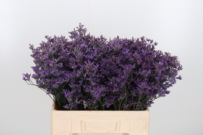 <h4>Lim Piuma Dark Blue</h4>