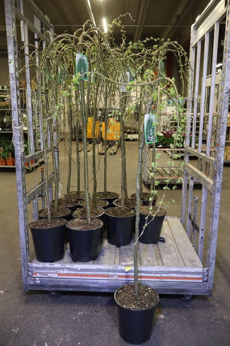 <h4>Cara Ar Pendula</h4>