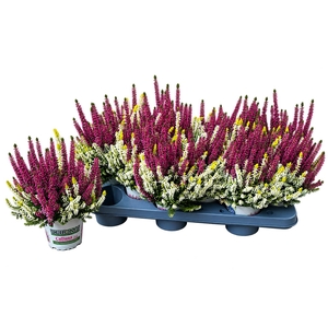 CALLU BL COL CR GEM
