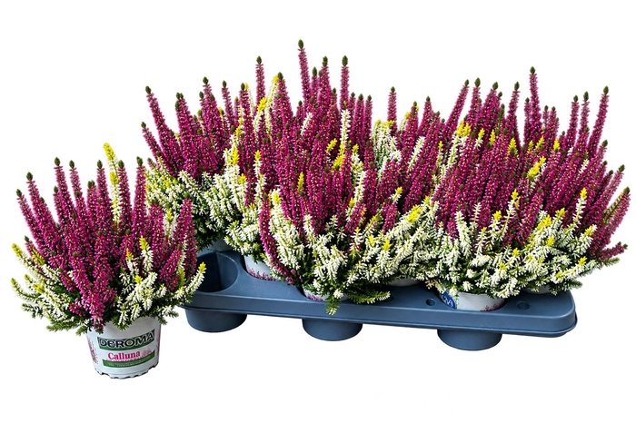 <h4>CALLU BL COL CR GEM</h4>