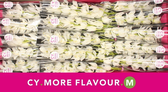 <h4>Mini cymbidium 'Snow Blossom' 50 cm</h4>