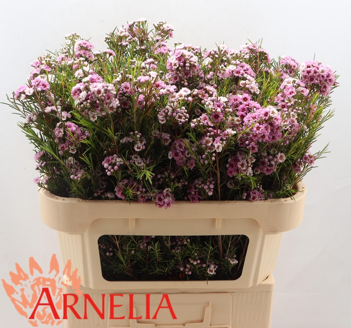 <h4>CHAME GISELLE</h4>