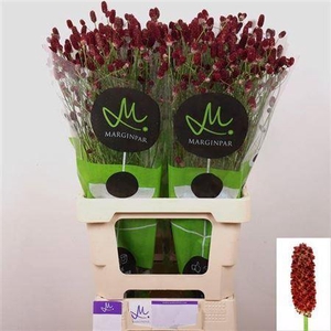 Sanguisorba Red Dream