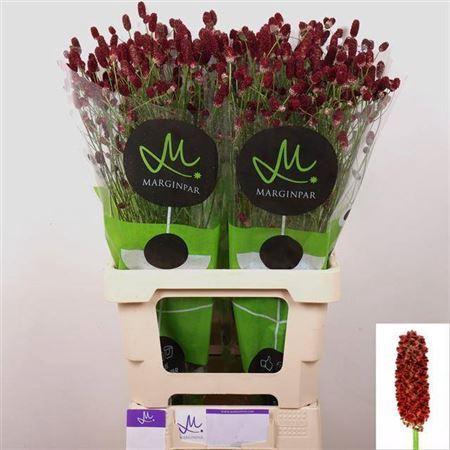 <h4>Sanguisorba Red Dream</h4>