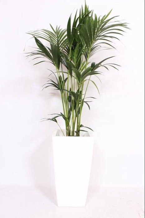 <h4>Howea Forsteriana in Piza pot "wit"</h4>