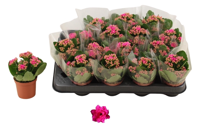 <h4>KAL GE DON VICTORIO</h4>